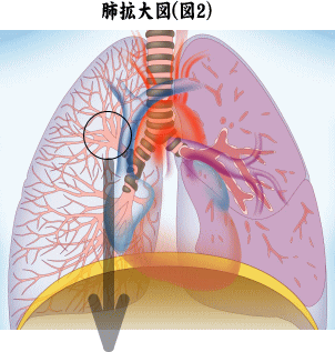 肺の拡大図