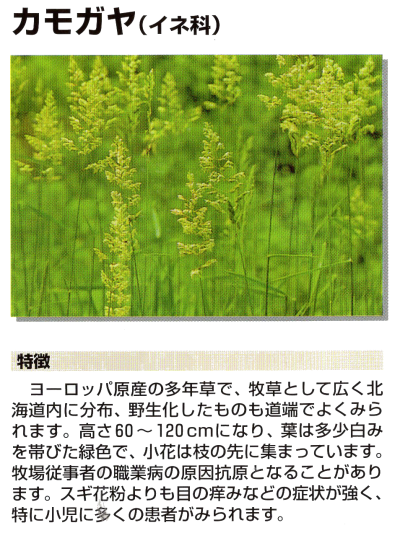 花粉11-カモガヤ