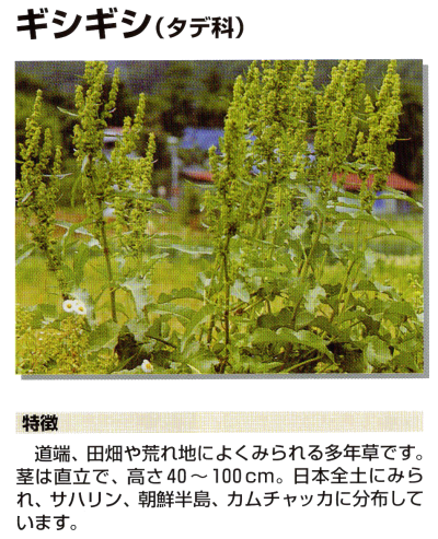 花粉12-ギシギシ